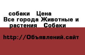 собаки › Цена ­ 2 500 - Все города Животные и растения » Собаки   